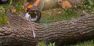 Professional Tree Removal Services in Indian Trail, NC